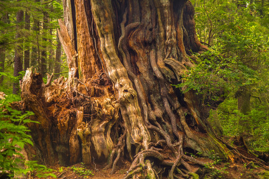 Trunk of cedar tree