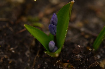 Blumen 04.2018