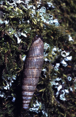 mollusque terrestre clausilie turgide
