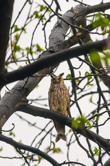 Owl on tree