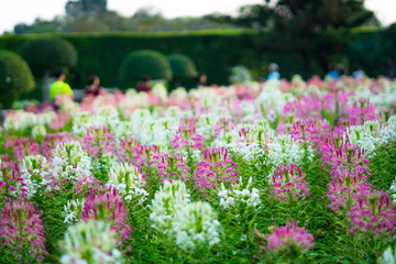 The blossom it beatiful colorful