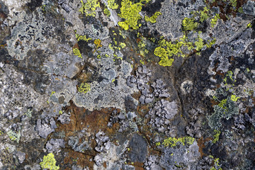 Fototapeta premium background, texture: surface of a natural granite boulder with multicolored spots of lichens..
