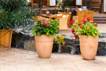 flowers in pots in the garden in landscape design