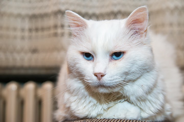 Naklejka premium Portrait of Siberian kitten