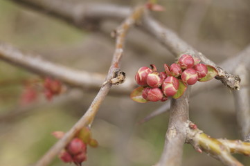 Beautiful opening bud in spring time - Chaenomeles japonica, Japanese Quince
