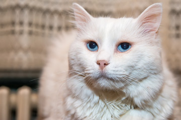 Naklejka premium Portrait of Siberian kitten