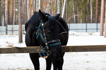 horse in the paddock on the farm