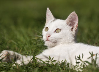 Naklejka na ściany i meble Cute white kitten looking in the grass