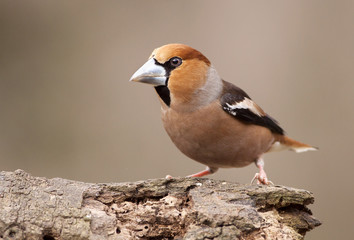 Cute finch bird sitting on a branch in spring