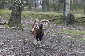 Steinbock im Tierpark