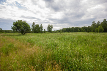 green field and blue sky