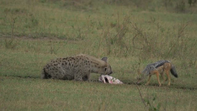 Spotted hyena and black-backed jackal eating