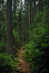 Fototapeta na wymiar Trail in the Carpathian mountains of Ukraine. green Forest. walk in the woods
