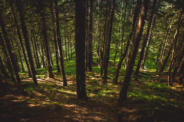 Obraz premium Trail in the Carpathian mountains of Ukraine. green Forest. walk in the woods