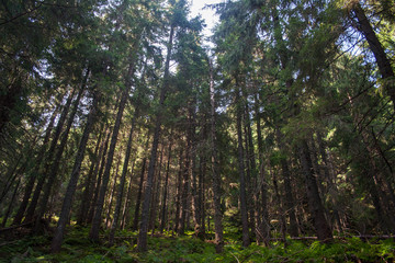 Obraz premium Trail in the Carpathian mountains of Ukraine. green Forest. walk in the woods