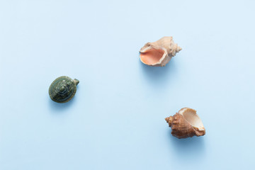 Summer concept with seashells and starfish on pastel blue background top view flat lay