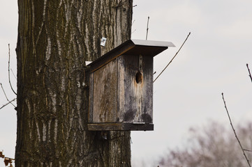 Birdhouse on the tree