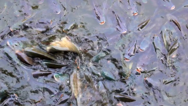 Feeding fish concept. It Tilapia fish floating and swimming find food in pond