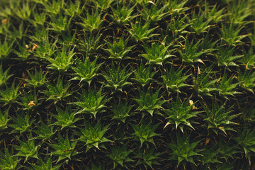 Texture from cactus