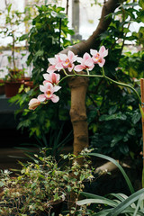Orchid flower in tropical garden.Orchids.Floral background