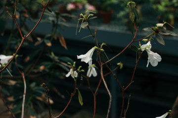 green leaves of the subtropical bush