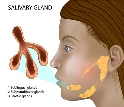 Salivary Gland Structure. Histology of salivary glands. Structure and cellular composition of mature salivary glands.