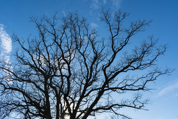 Fototapeta na wymiar Dark silhouette of a tree against blue sky.