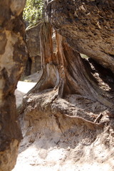 Erosion of broken tree roots.