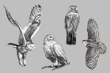 Obraz premium Czarno-biały szkic odręczny, rysunek sowy śnieżnej