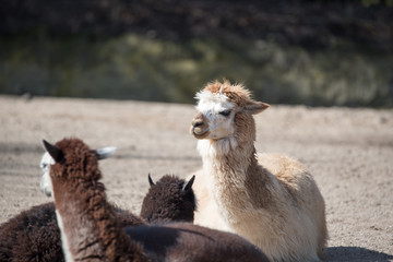 Fototapeta premium Alpaka