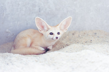 Fototapeta premium A fennec fox awares danger around.