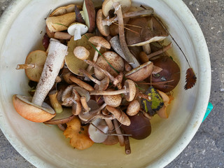 forest mushrooms in a basket in the forest