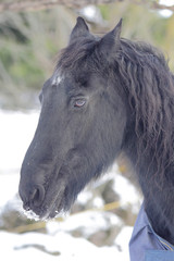 Black horse portrait