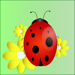 bright ladybug in a good cartoon style on the flowers of chamomile in a green field