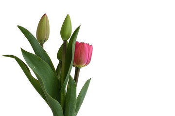 Tulpenstrauss isoliert aud weiß