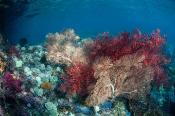 Fototapeta na wymiar Vibrant Sea Fans on Healthy Reef in Raja Ampat