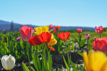 Obraz premium Tulpenfeld bei Sonnenlicht - Blumenmeer