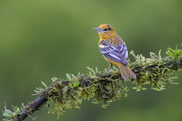 Northern Oriole - Icterus galbula, beautiful orange oriole from Central America forest, Costa Rica.