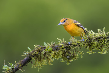 Northern Oriole - Icterus galbula, beautiful orange oriole from Central America forest, Costa Rica.