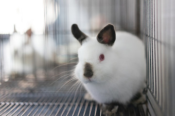 Himi Netherland Dwarf