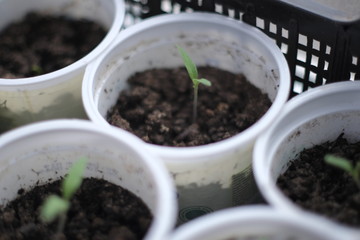 Seedlings of plants in pots