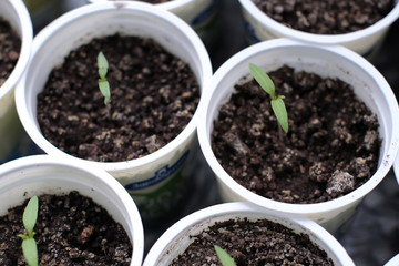 Seedlings of plants in pots