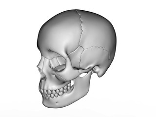 3D illustration - white detailed skull