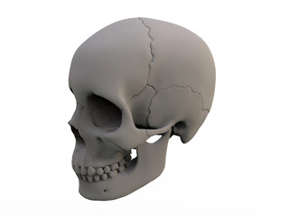 3D illustration - perspective human skull