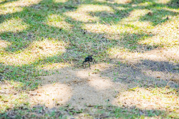 UBATUBA - NATURE - BRAZIL