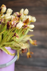 Dried up tulips, withered.