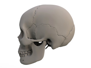 3D illustration - side view of a human skull