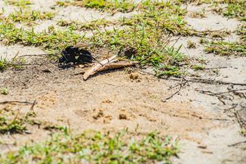 Fototapeta premium UBATUBA - NATURE - BRAZIL