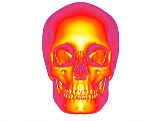 3D render - front view infrared skull