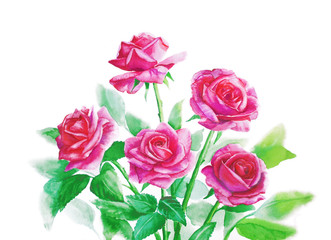 Pink roses in a bouquet on a white background - watercolor painting